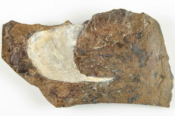 Fossil Ginkgo Leaf From North Dakota - Paleocene #201266